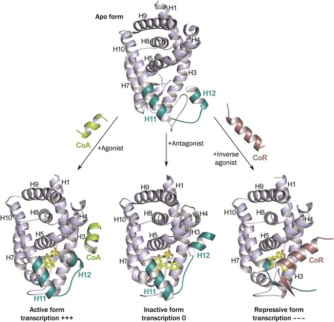 active-form-protein