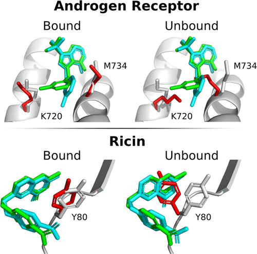 androgen-receptor
